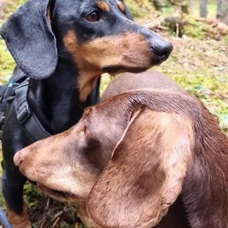 Dog-friendly In Holiday home