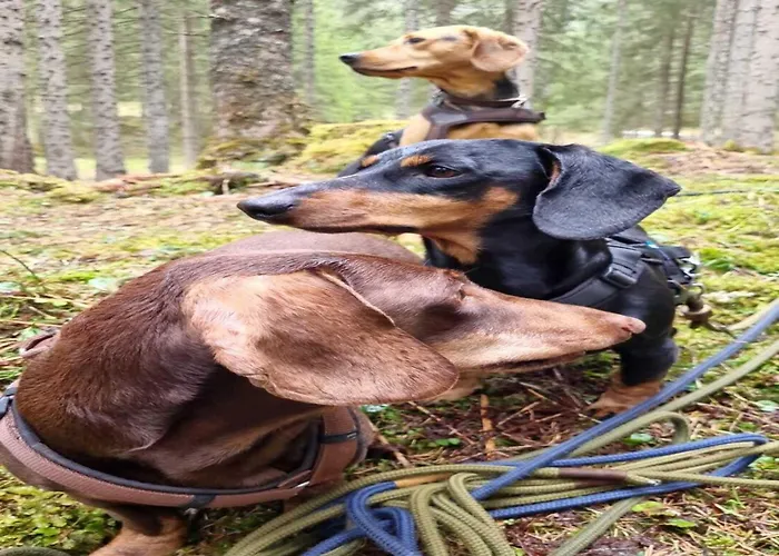 Vacation In Vakantiehuis Flachau