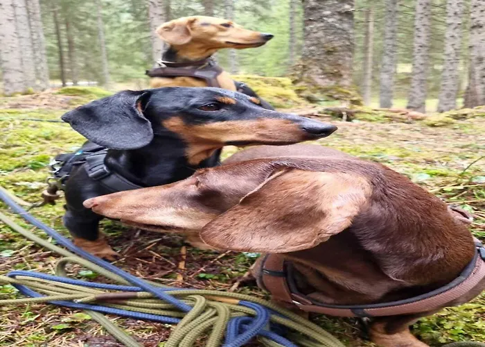 Ferienhaus Vacation In